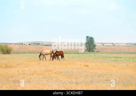 Pferdeherde mit Fohlen grasen auf der Wiese. Landschaft der Pferde essen Gras auf dem Feld an heißen Sommertagen. . Hochwertige Fotos Stockfoto