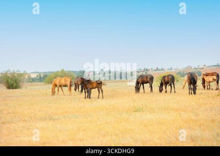 Pferdeherde mit Fohlen grasen auf der Wiese. Landschaft der Pferde essen Gras auf dem Feld an heißen Sommertagen. . Hochwertige Fotos Stockfoto