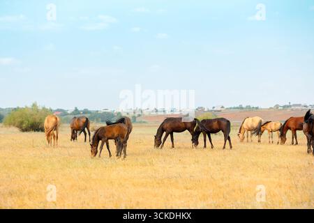 Pferdeherde mit Fohlen grasen auf der Wiese. Landschaft mit Pferden essen Gras auf dem Feld an heißen Sommertagen. Hochwertige Fotos Stockfoto