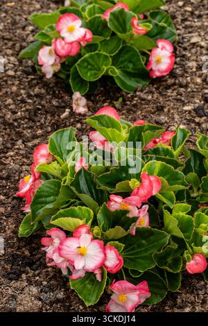 Natürliche Nahaufnahme blühende Pflanze Porträt der Blüte von Begonia (Tophat Rose Bicolor). nouveau, gesund, seelenvoll, faszinierend, absorbierend, Abstraktion, Stockfoto