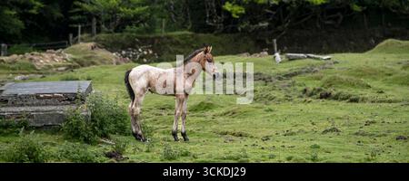 Ein Panoramabild eines wunderschönen wilden Bodmin Pony Fohlen auf Bodmin Moor in Cornwall in Großbritannien. Stockfoto
