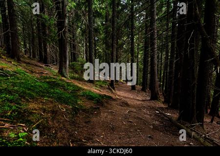 Schmaler Weg durch einen dichten dunklen Wald mit moosigem Hang. Geheimnisvoller Waldwanderweg und natürliche Landschaft. Stockfoto