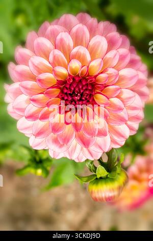 Charmante Dahlia „Foxy Lady“. Natürliches Nahaufnahme blühendes Pflanzenporträt. Verführerisch, zuverlässig, echt, stimmungsvoll, Nouveau, gesund, seelenvoll, faszinierend Stockfoto