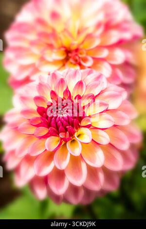 Charmante Dahlia „Foxy Lady“. Natürliches Nahaufnahme blühendes Pflanzenporträt. Verführerisch, zuverlässig, echt, stimmungsvoll, Nouveau, gesund, seelenvoll, faszinierend Stockfoto