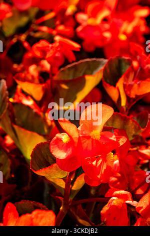 Atemberaubendes, produktives und leuchtendes rotes Begonia „Big Red Bronze Leaf“. Natürliches Nahaufnahme blühendes Pflanzenporträt. Bewundert, bringt Schönheit, Objekte der Romantik Stockfoto
