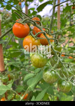 Kirschtomate oder Solanum lycopersicum Sungold, reift auf der Rebe im Gewächshaus Stockfoto
