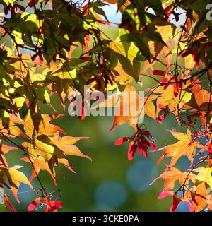 Der japanische Ahorn Acer palmatum hat bereits im Sommer eine farbenfrohe Farbe Stockfoto
