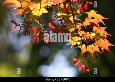Der japanische Ahorn Acer palmatum hat bereits im Sommer eine farbenfrohe Farbe Stockfoto