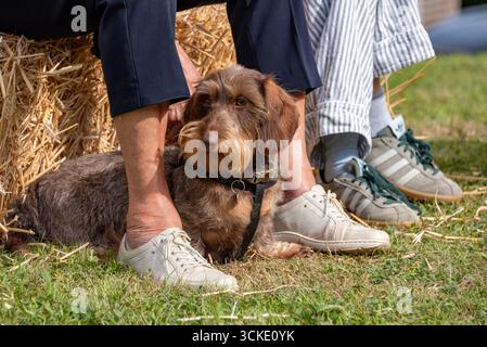 Ein dahlhaariger Dackel mit seinen Besitzern bei der Dachshund Day Hundeshow, Steeple Aston, Oxfordshire, Großbritannien Stockfoto