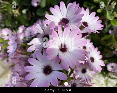 Nahaufnahme einer Ansammlung violetter und weißer afrikanischer Gänseblümchen mit dunkelvioletten Mittelpunkten und hellgelben Flecken. Die Blumen blühen in einem Garten Stockfoto