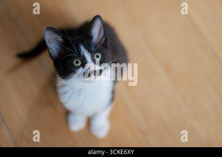 Ein schwarz-weißes Kätzchen mit einem Groucho Marx (oder Freddie Mercury) Schnurrbart sitzt auf einem Hartholzboden und blickt in die Kamera mit Platz für Kopien. Stockfoto
