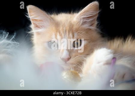 Ein flauschiges orangefarbenes Ingwertabby-Kätzchen mit weißen Pfoten oder Socken posiert auf einem weißen Pelzteppich mit Weihnachtsschmuck. Stockfoto