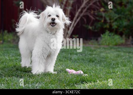 Ein flauschiger weißer Terriermischhund lächelt mit einem Plüschtier im Gras in der Nähe an die Kamera Stockfoto