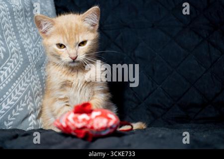 Ein orangefarbenes, rotes Ingwertabby-Kätzchen sitzt auf einem schwarzen Sofa mit gemustertem Kissen und starrt ein rot-weißes Mausspielzeug. Stockfoto