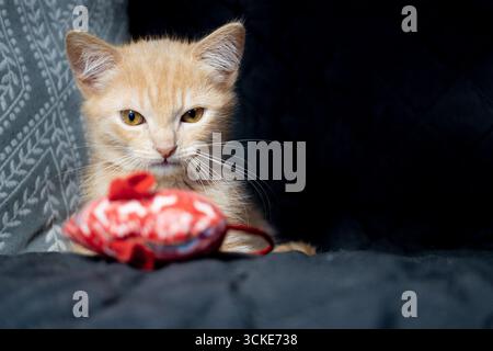 Ein orangefarbenes, rotes Ingwertabby-Kätzchen sitzt auf einem schwarzen Sofa mit gemustertem Kissen und starrt ein rot-weißes Mausspielzeug. Stockfoto