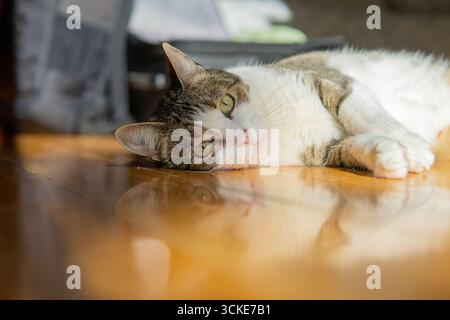 Ein Tabby mit weißer Katze liegt auf einem Hartholzboden vor einem offenen Koffer. Stockfoto