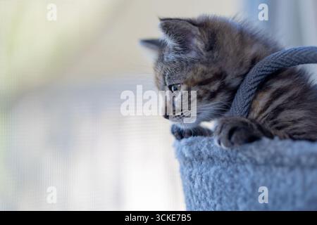 Ein Tabico (Tabby und Calico)-Kätzchen blickt über den Rand eines grauen Plüschkorbs und sitzt im Licht eines Fensters. Stockfoto