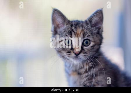 Ein Tabico-Kätzchen (Tabby und Calico) blickt in die Kamera, während er vor einem Fenster posiert. Stockfoto