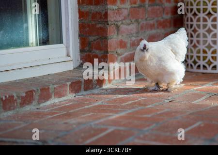 Ein weißes Hühnchenhähnchen aus Seide steht auf einer Backsteinterrasse neben einer Glasschiebetür. Stockfoto