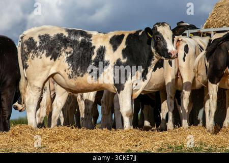 Gruppe von schwarz-weißen Holsteinkühen, die auf Strohhalm stehen, in einem Bauernhof unter einem wolkenblauen Himmel Stockfoto
