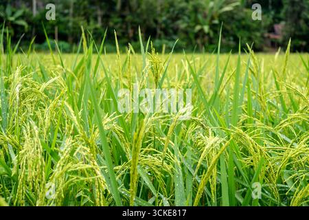 Detaillierte Ansicht der grünen Reispflanzen, die in den fruchtbaren Feldern von Toraja, Sulawesi, während der üppigen tropischen Vegetationszeit wachsen Stockfoto