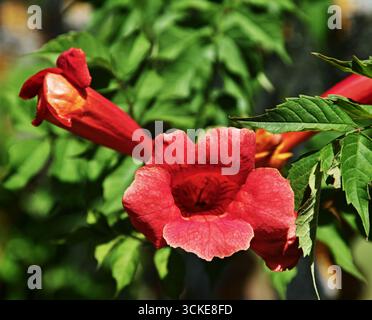 Rote Blüten von Trompetenreben in grünen Blättern Nahaufnahme Stockfoto
