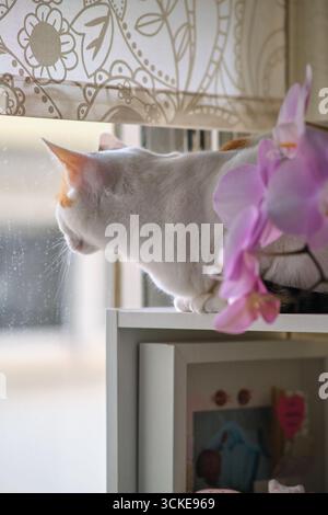 Eine weiße Katze liegt am Fenster Stockfoto