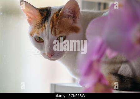 Eine weiße Katze liegt am Fenster Stockfoto