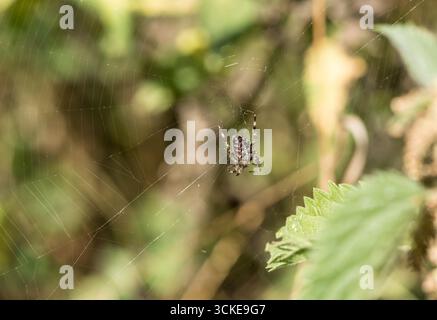 Europäische Gartenspinne Araneus diadematus) auf einem Web bei Rye Meads, Herts Stockfoto