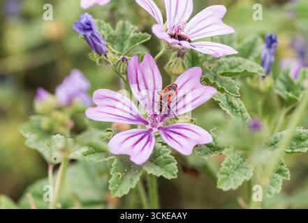 Europäischer Feuerkäfer (Pyrrhocoris apterus) auf gemeiner Malve in Leigh on Sea, Essex Stockfoto