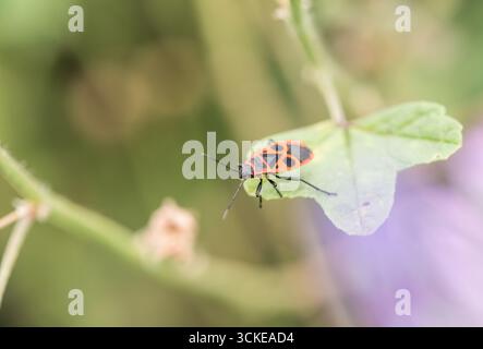 Europäischer Feuerkäfer (Pyrrhocoris apterus) auf gemeiner Malve in Leigh on Sea, Essex Stockfoto