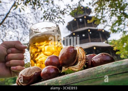 Kastanien, Maß Bier und Chinesischer Turm, perfekter Start in den Biergarten-Herbst, München, September 2025 Deutschland, München, 11. September 2025, Kastanien, Maß Bier und Chinesischer Turm, perfekter Start in den Biergarten-Herbst im Englischen Garten, im Schatten der Kastanienbäume macht es immer wieder Klack, dann ist wieder eine Kastanie auf einen der vielen Biertischen gefallen, Bayern, *** Kastanien, Bier und der Chinesische Turm, der perfekte Start in den Herbstbiergarten, München, September 2025 Deutschland, München, 11 September, 2025, Kastanien, Bier und der Chinesische Turm, der perfekte Start Stockfoto
