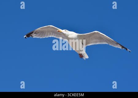Möwe (Larus Canus) im Flug über die Küste in Lyme Regis Dorset England Großbritannien September Herbst 2025 Stockfoto