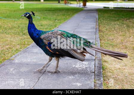 Farbenfroher männlicher Pfau mit schillerndem Hals und gemustertem Zug steht auf einem Steinweg in einem begrünten Innenhof. Starke Details und Kontrastunterstützung wi Stockfoto
