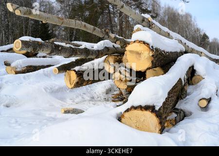 Gesägte Bäume unter einer Schneeschicht im Wald im Winter Stockfoto