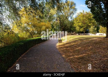 Der geschwungene, gepflasterte Fußweg, der von einer abgeschnittenen Hecke begrenzt wird, führt durch einen Stadtpark mit goldenen Bäumen im weichen Sonnenlicht des Herbstes. Friedliche urbane Naturszene Stockfoto
