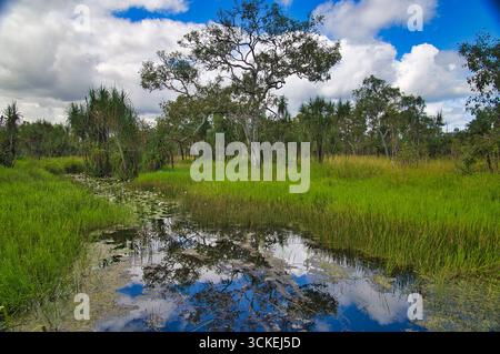 Feuchtgebiet mit Schilfbeeten, Pandanus-Bäumen und Eukalyptus in den tropischen Mamukala Wetlands, Kakadu National Park, Northern Territory, Australien. Stockfoto