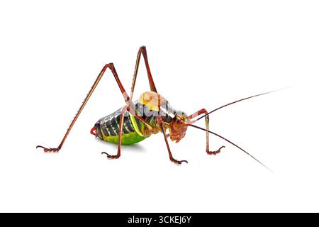 Europäische Buschgrille mit Sägeschwanz, Barbitistes serricauda, Familie Tettigoniidae Grillen isoliert auf weißem Hintergrund, detaillierte Makroseitenansicht Stockfoto