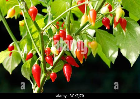 Rote Biquinho-Paprika, Paprika Chinense hängen an der Pflanze vor dunklem Hintergrund, Nahaufnahme von milden Chilischoten in Tränentropfenform Stockfoto