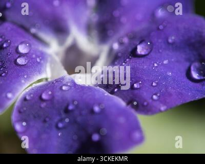 Leuchtende lila Blume mit Makrotautropfen – eine extreme Nahaufnahme einer lila Blume mit ihren Blütenblättern, die mit kleinen, prickelnden Wassertropfen auf einem Su bedeckt sind Stockfoto