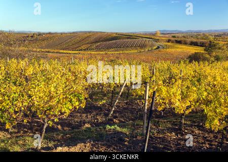 Weinberg, Herbst im Weinberg, gelbe Weinpflanzen, Südmähren, Tschechische Republik Stockfoto