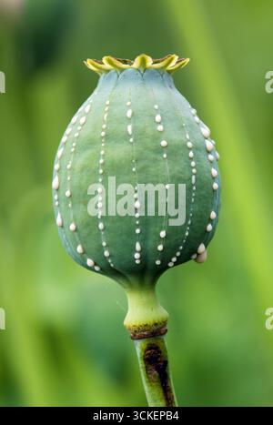 Opiummohnkopf, lateinisch Papaver somniferum, unreifer Mohnkopf mit Tropfen Opiummilchlatex auf grünem Hintergrund Stockfoto