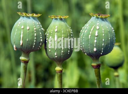 Opiummohnkopf, lateinisch Papaver somniferum, drei unreife Mohnköpfe mit Tropfen Opiummilchlatex auf grünem Hintergrund Stockfoto