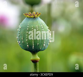 Opiummohnkopf, lateinisch Papaver somniferum, unreifer Mohnkopf mit Tropfen Opiummilchlatex auf grünem Hintergrund Stockfoto