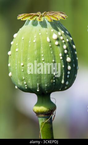 Opiummohnkopf, lateinisch Papaver somniferum, unreifer Mohnkopf mit Tropfen Opiummilchlatex auf grünem Hintergrund Stockfoto