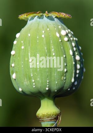 Opiummohnkopf, lateinisch Papaver somniferum, unreifer Mohnkopf mit Tropfen Opiummilchlatex auf grünem Hintergrund Stockfoto