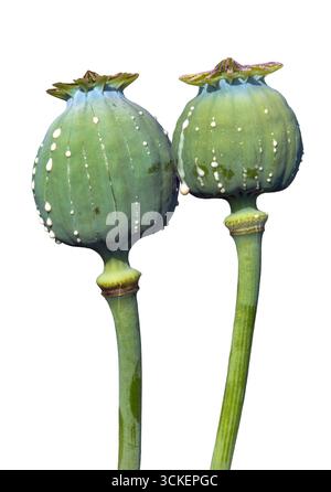Detail von Opiummohnköpfen, lateinisch Papaver somniferum, unreife Mohnköpfe mit Tropfen Opiummilchlatex, zwei Mohnkapseln isoliert auf weißem bac Stockfoto