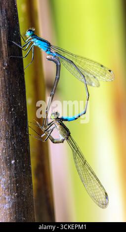 Blaue Libelle Enallagma cyathigerum, gewöhnliche blaue Damselfliege, gewöhnliches Blau oder Nordblau während der Paarung auf grünem Hintergrund Stockfoto
