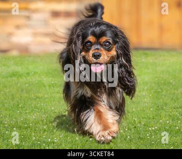 Erwachsener Kavalier King Charles Spaniel Hund, der auf Gras läuft Stockfoto