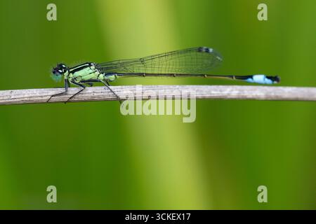 Weibliche Blauschwanz-Damselfly (Ischnura elegans) saß auf einem Stab im Peak District, England. Stockfoto